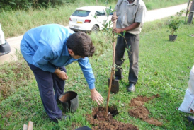 Plantio de árvores na Vila Selinger