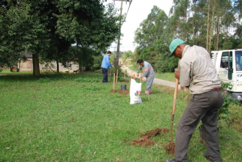 Plantio de árvores na Vila Selinger